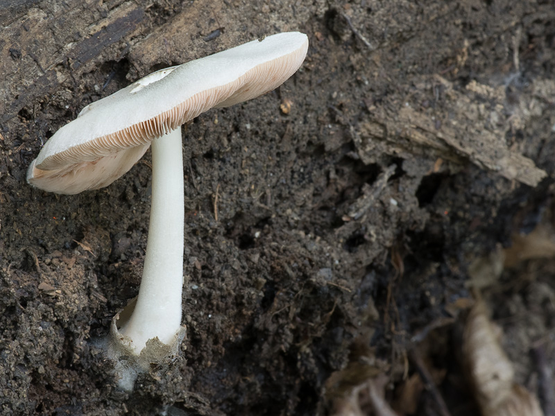 Volvariella caesiotincta